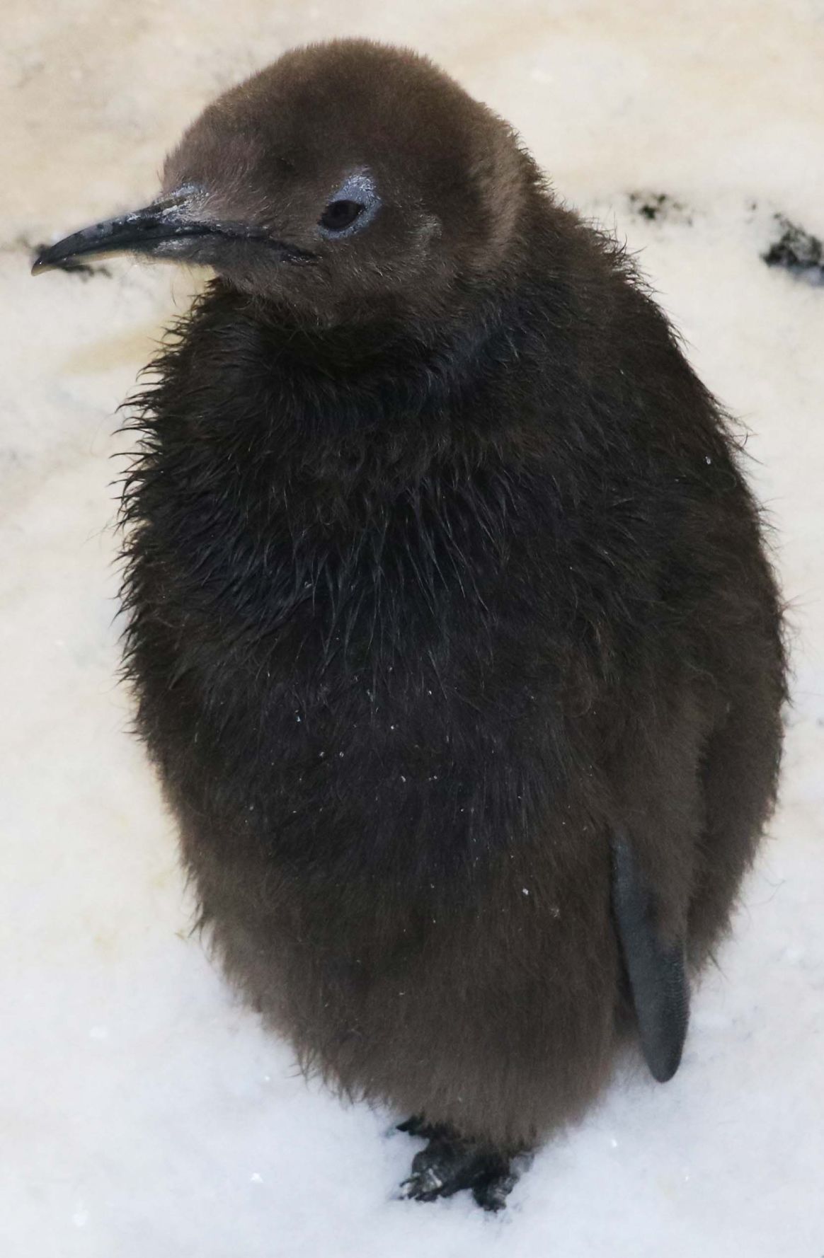 King penguin
